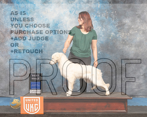 Golden Retriever #243 Sat2 BM Judge David Arthur_MMJ_6639_Addison2022_HR3