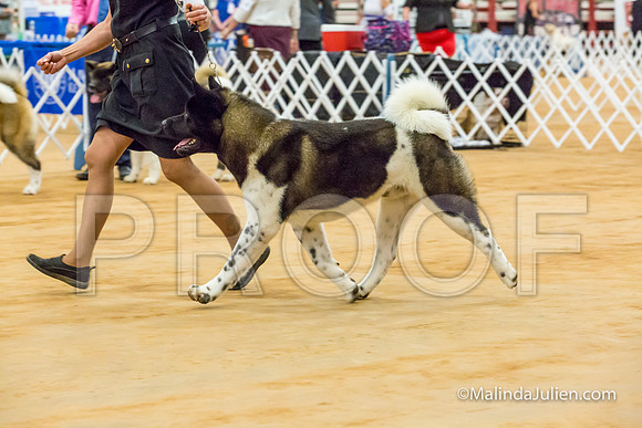 Akita #5 Sat Karen Walker-MJJL2226-HR3