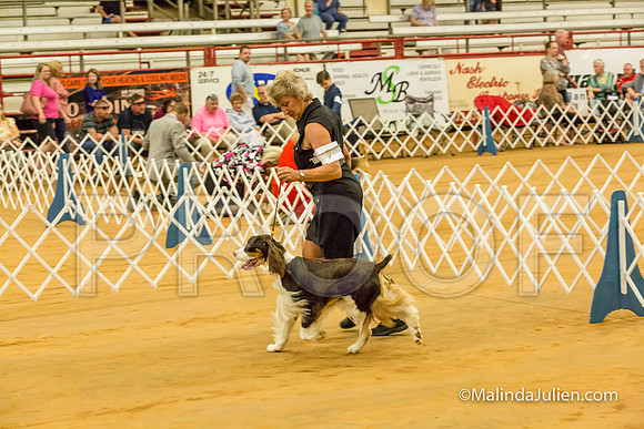English Springer Spaniel #7 Sat Keller Al Teri Rebecca Gear-MJJL2398-HR3