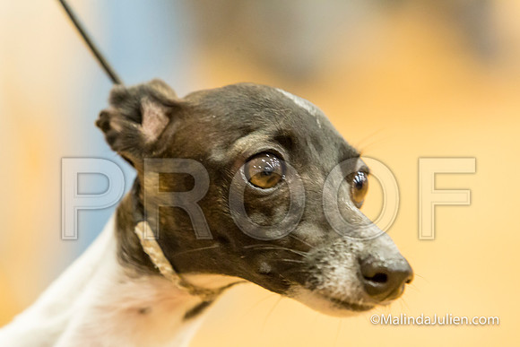 Italian Greyhound #12 Sat Linda Hughes-MJJL2123-HR3