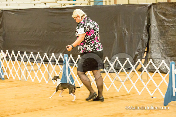 Italian Greyhound #12 Sat Linda Hughes-MJJL2128-HR3