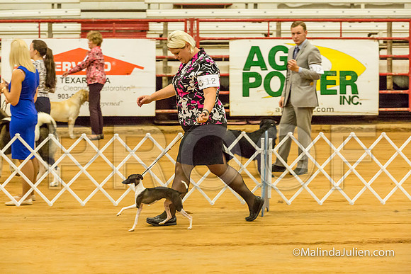 Italian Greyhound #12 Sat Linda Hughes-MJJL2138-HR3