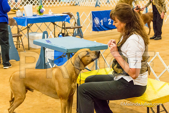 Rhodesian Ridgeback #7 Sat Joan Lowery-MJJL2028-HR3