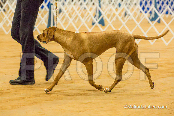 Rhodesian Ridgeback #8 Sat Joan Lowery-MJJL2065-HR3