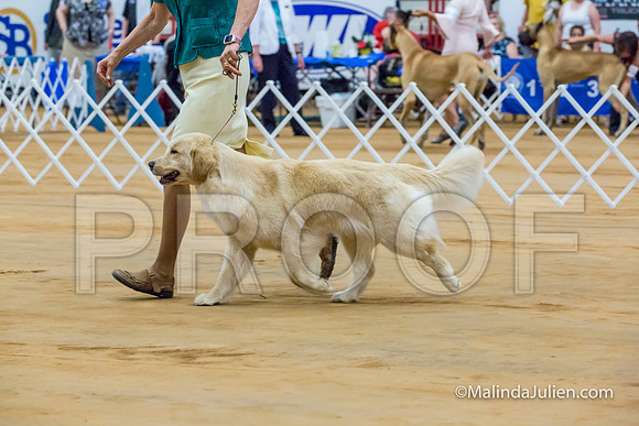Golden Retriever #10 Sat Curran Kevin Shari Diane Mueller-MJJL2731-HR3