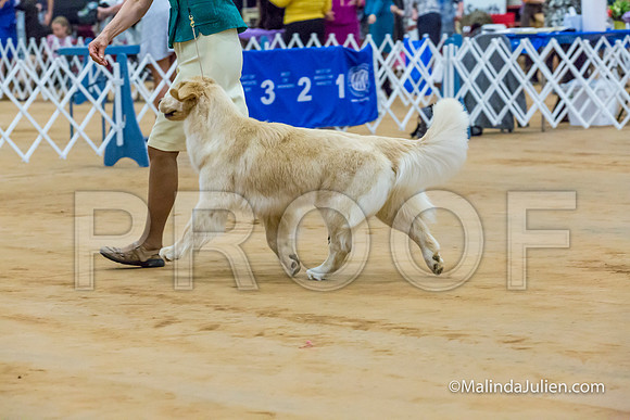 Golden Retriever #10 Sat Curran Kevin Shari Diane Mueller-MJJL2738-HR3