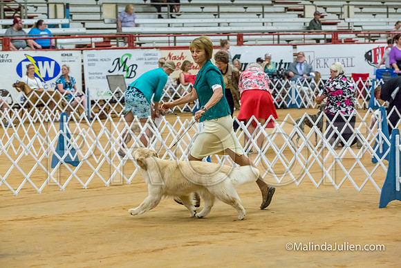 Golden Retriever #10 Sat Curran Kevin Shari Diane Mueller-MJJL2752-HR3