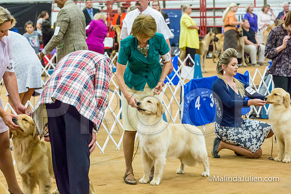 Golden Retriever #10 Sat Curran Kevin Shari Diane Mueller-MJJL2755-HR3