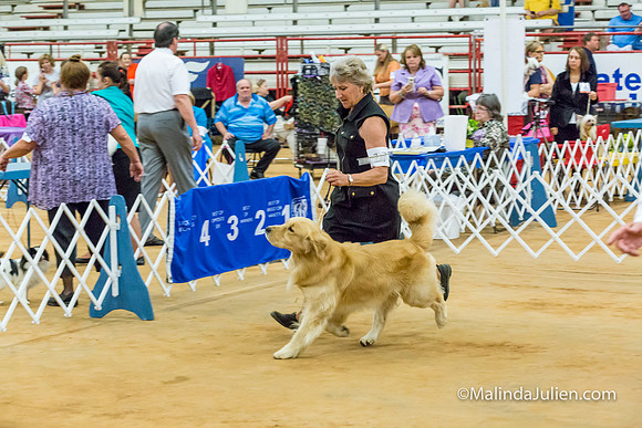 Golden Retriever #17 Sat Lynda Williams-MJJL2657-HR3