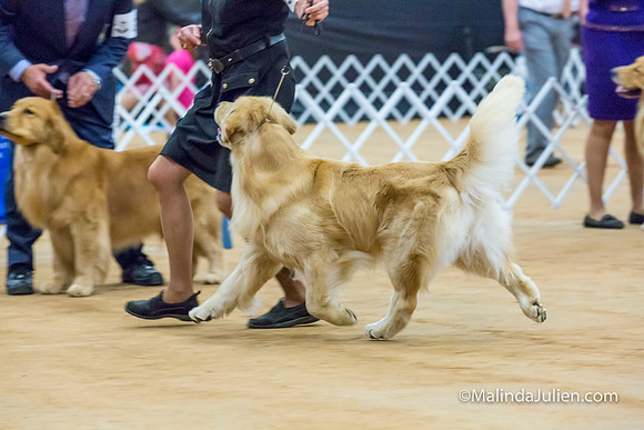 Golden Retriever #17 Sat Lynda Williams-MJJL2675-HR3