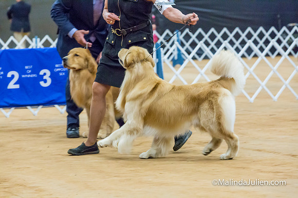 Golden Retriever #17 Sat Lynda Williams-MJJL2676-HR3