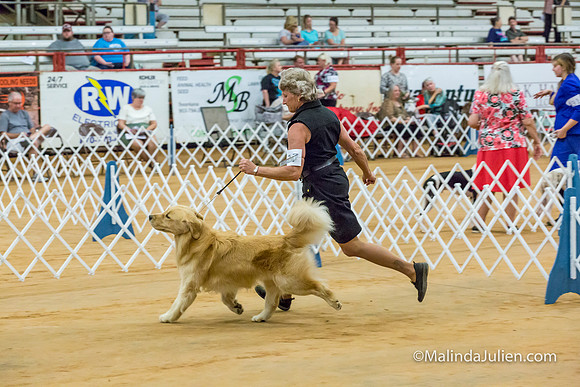 Golden Retriever #17 Sat Lynda Williams-MJJL2679-HR3