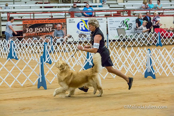 Golden Retriever #17 Sat Lynda Williams-MJJL2681-HR3