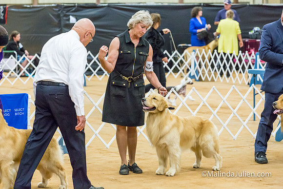 Golden Retriever #17 Sat Lynda Williams-MJJL2686-HR3
