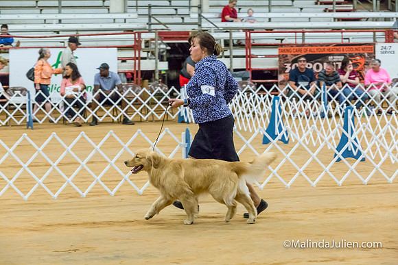 Golden Retriever #9 Sat McGrath Jackie-MJJL2554-HR3