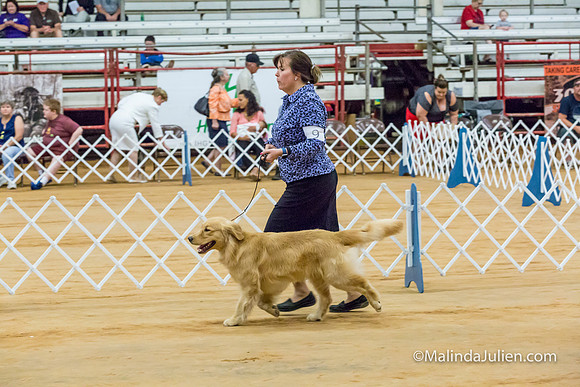 Golden Retriever #9 Sat McGrath Jackie-MJJL2556-HR3