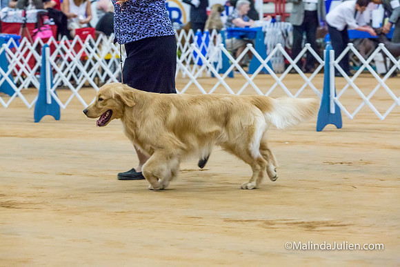 Golden Retriever #9 Sat McGrath Jackie-MJJL2576-HR3