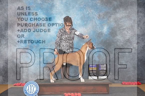 Boxer #5 Sun WDBOB NCh Judge Nikki Riggsbee__JP_0577_Sulphur Springs_2024_HR3