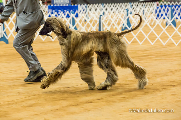 Afghan Hound #5 Sat Rick Brown Lila Burnett-MJJL2839-HR3