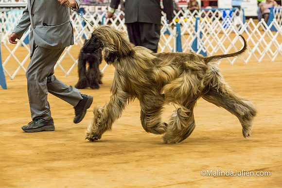 Afghan Hound #5 Sat Rick Brown Lila Burnett-MJJL2845-HR3