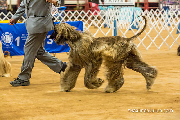 Afghan Hound #5 Sat Rick Brown Lila Burnett-MJJL2849-HR3