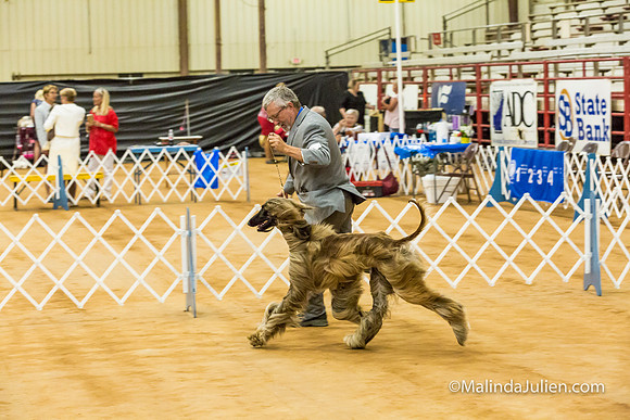 Afghan Hound #5 Sat Rick Brown Lila Burnett-MJJL2852-HR3