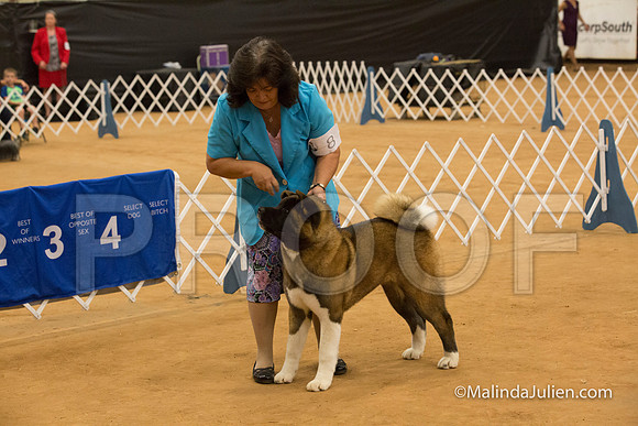 Akita Ring Sun-MJJL5567-HR3