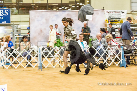 Best in Show Sat-MJJL5330-HR3