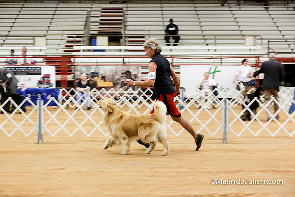 Golden Retriever #17 Sun Lynda Williams-_ST_5219-HR3