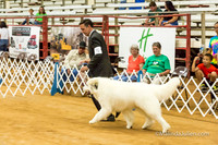 Great Pyrenees #5 Sat Mark Wadsworth Penny Jean Boyd