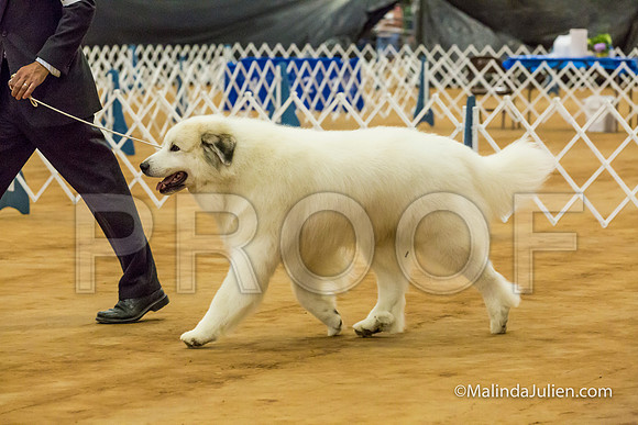 Great Pyrenees #5 Sat Mark Wadsworth Penny Jean Boyd-MJJL2920-HR3
