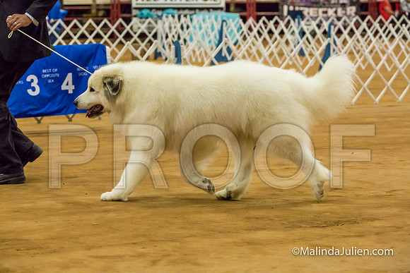 Great Pyrenees #5 Sat Mark Wadsworth Penny Jean Boyd-MJJL2932-HR3
