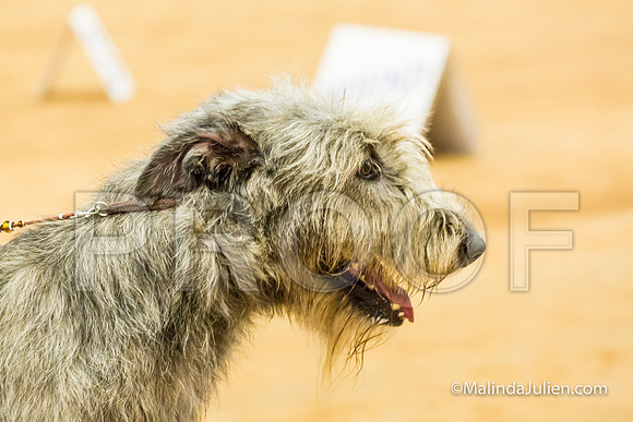 Hound Group Sat-MJJL3622-HR3