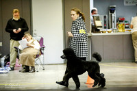 Poodle Standard Ring Sat-2