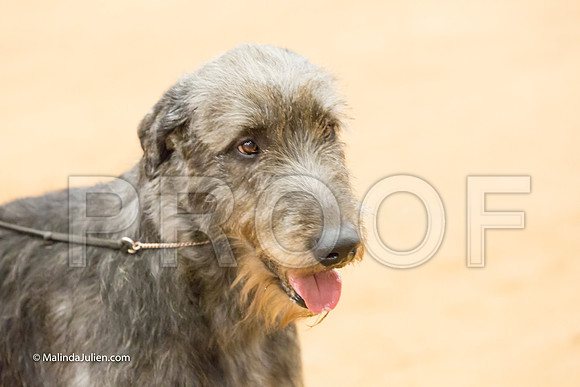 Hound Group Sun 1-MJJL6597-HR3