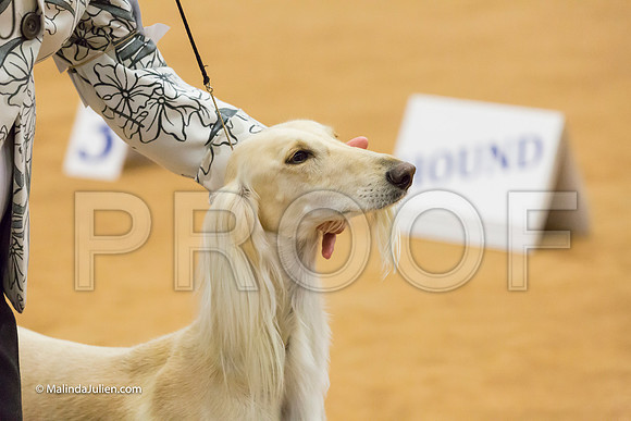 Hound Group Sun 1-MJJL6599-HR3