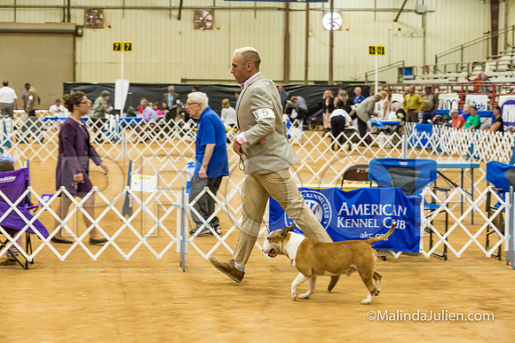 Terrier Group Sat-MJJL2944-HR3