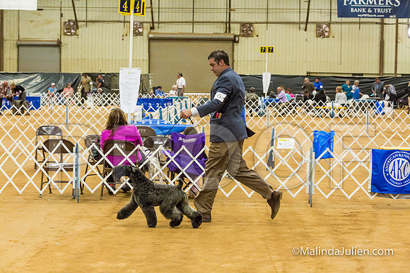 Terrier Group Sat-MJJL2947-HR3