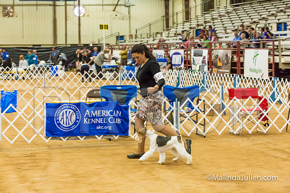 Terrier Group Sat-MJJL2953-HR3