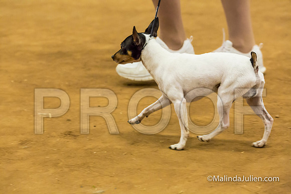 Toy Fox Terrier #5 Sun Kathleen Chance-MJJL5468-HR3