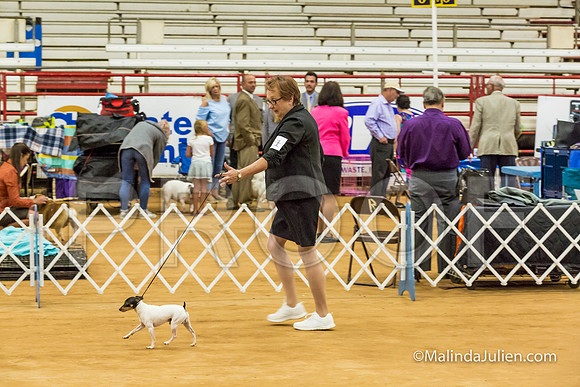Toy Fox Terrier #5 Sun Kathleen Chance-MJJL5478-HR3