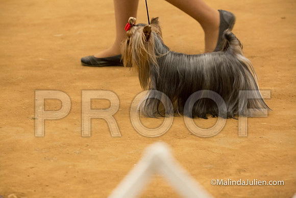 Yorkshire Terrier #9 Sun Cathey Karen Dan-MJJL5682-HR3