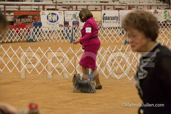 Yorkshire Terrier #9 Sun Cathey Karen Dan-MJJL5686-HR3