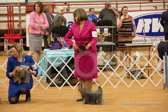 Yorkshire Terrier #9 Sun Cathey Karen Dan-MJJL5688-HR3