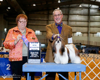Shih Tzu #10 Sat WB Maj