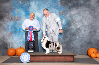 Shetland Sheepdog #32 RBIS Judge Hal Biermann