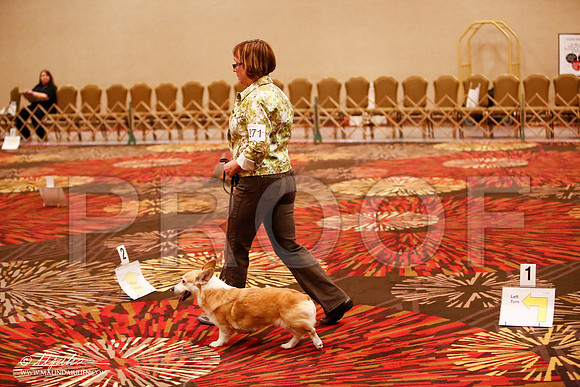 _JJ_7943-HstnCorgiFeb2015-HR3