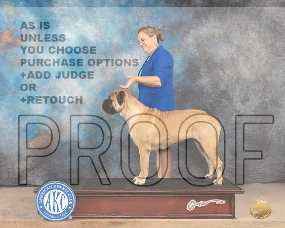 Bullmastiff #? FW WB-MMJ_3644e-Abilene2022-HR3