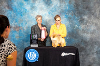 Pomeranian #40 Sat BISweeps Judge Diane Price