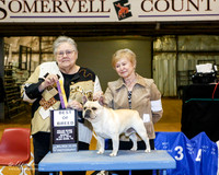 French Bulldog #5 Sun BOB +A1